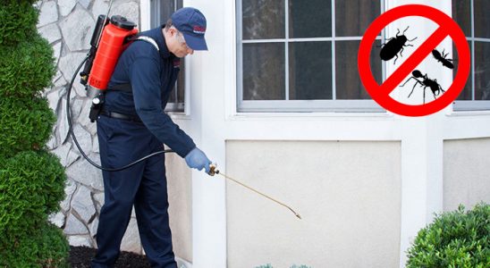 Çardak Pire İlaçlama böcek ilaçlama ve haşere kontrolü — ilaclama-tr.com